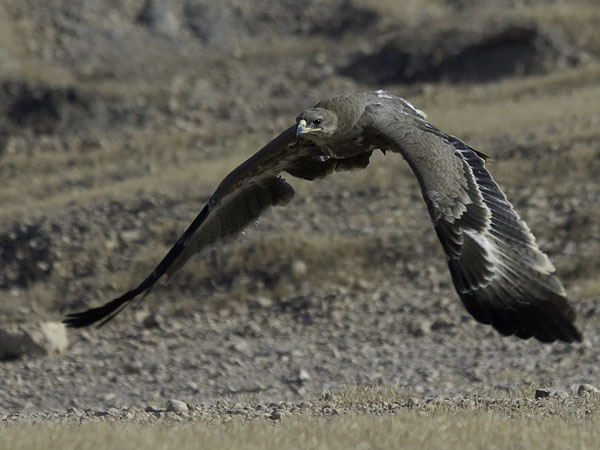 Arokotka, Steppe Eagle, Aquila nipalensis